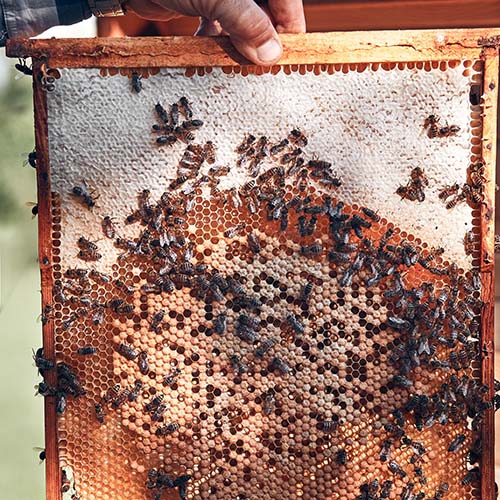 beekeeper-working-in-apiary-01-500x500.jpg