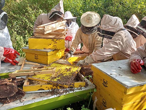 beekeepers-working-on-hives-01-600x450.jpg